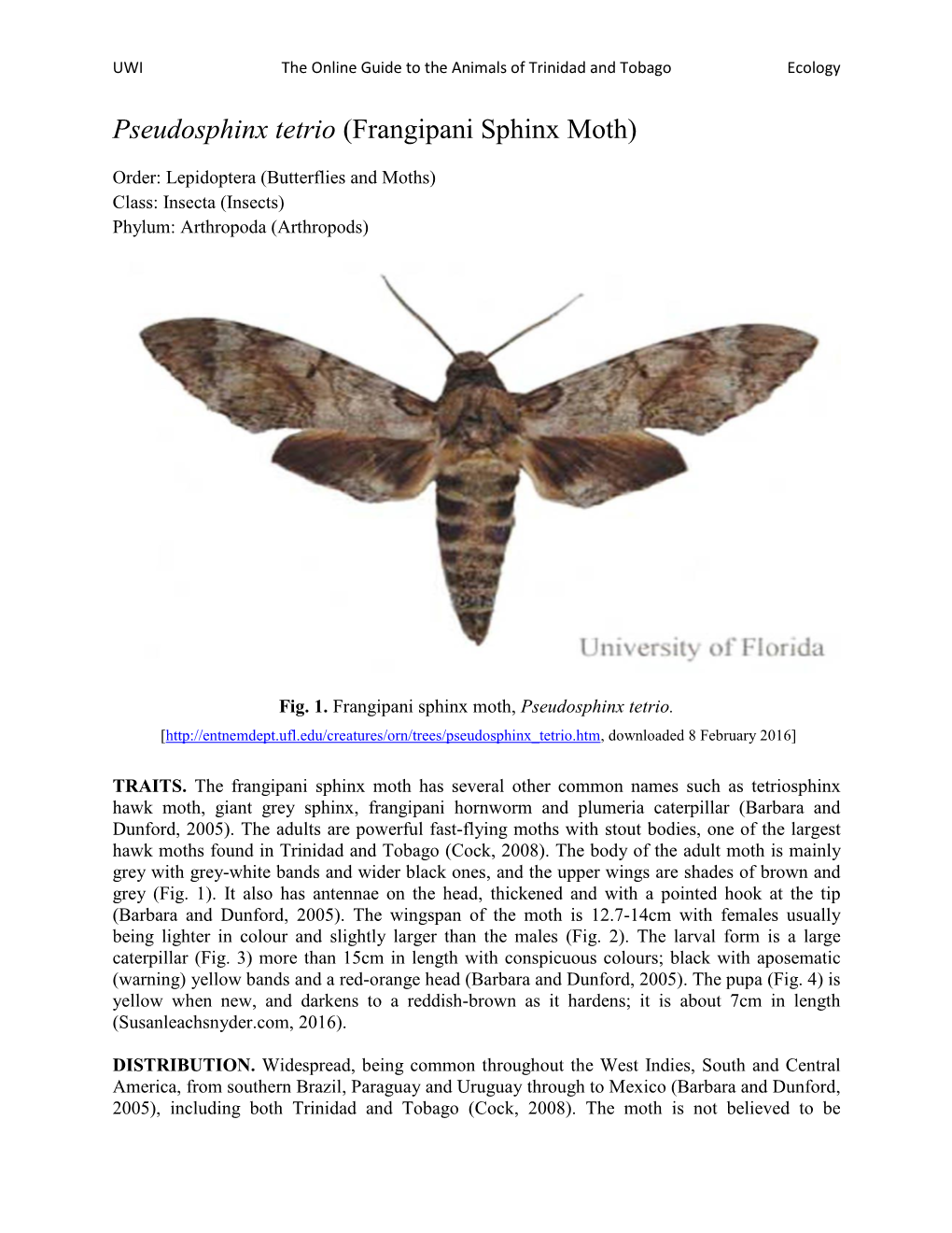Pseudosphinx Tetrio (Frangipani Sphinx Moth)
