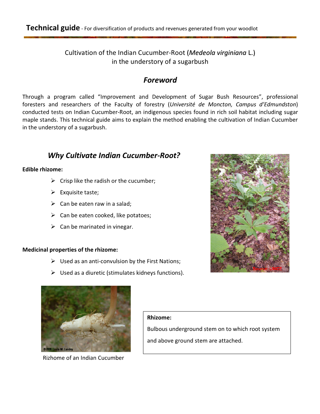 Cultivation of the Indian Cucumber-Root (Medeola Virginiana L.) in the Understory of a Sugarbush