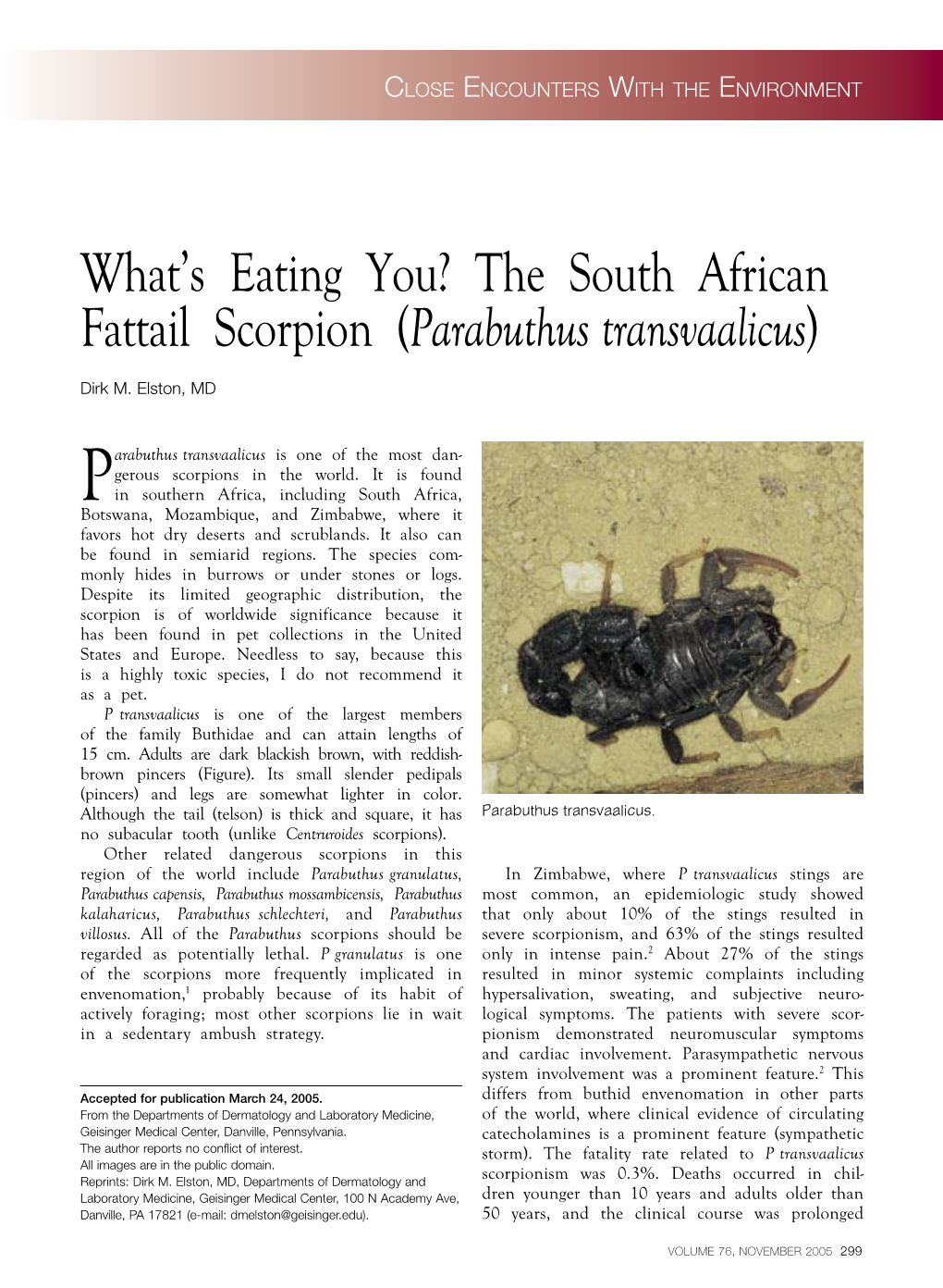 What's Eating You? the South African Fattail Scorpion (Parabuthus