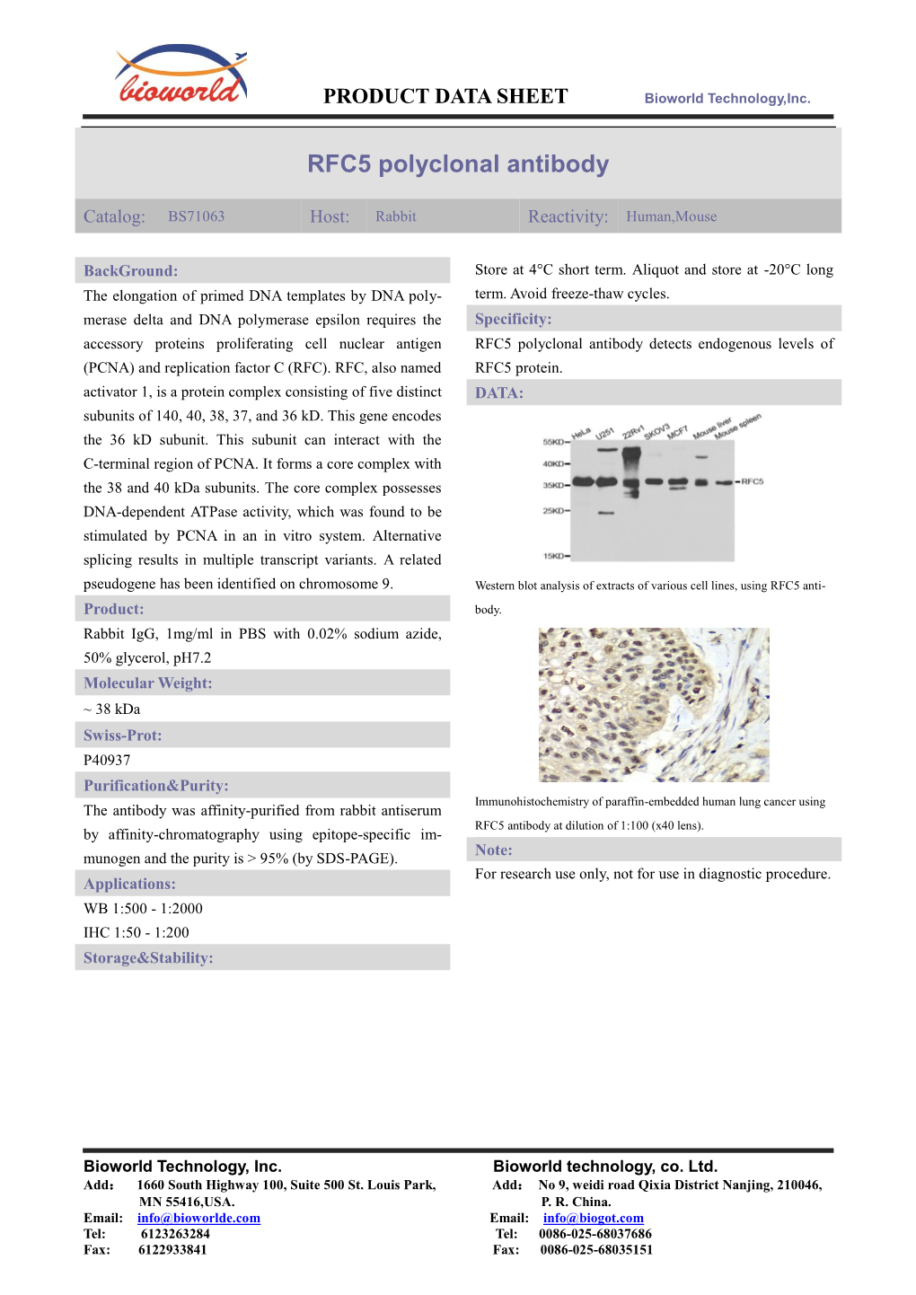 RFC5 Polyclonal Antibody