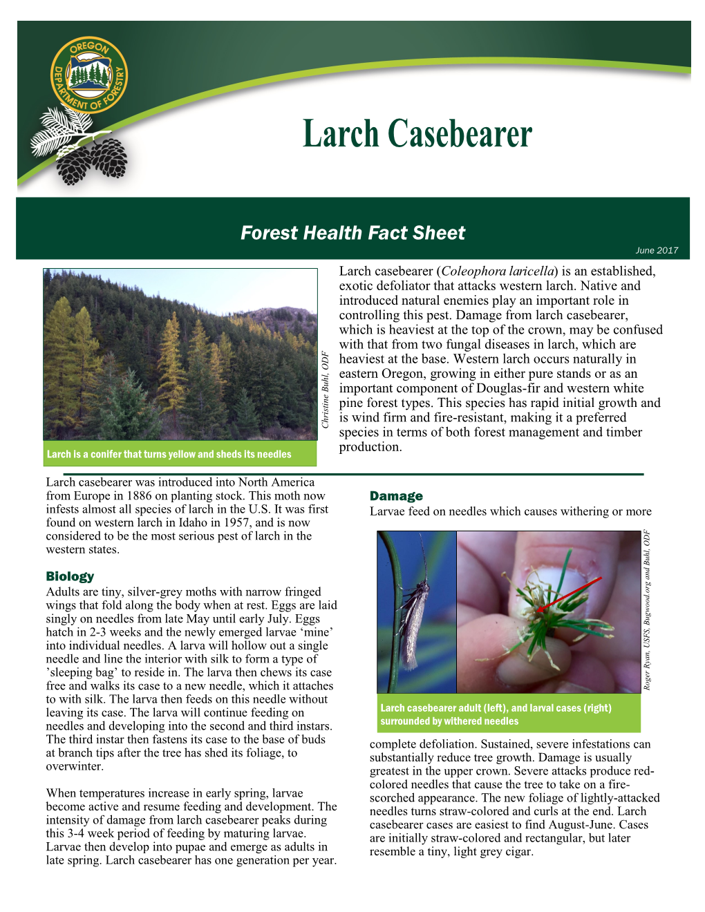 Larch Casebearer (Coleophora Laricella) Is an Established, Exotic Defoliator That Attacks Western Larch