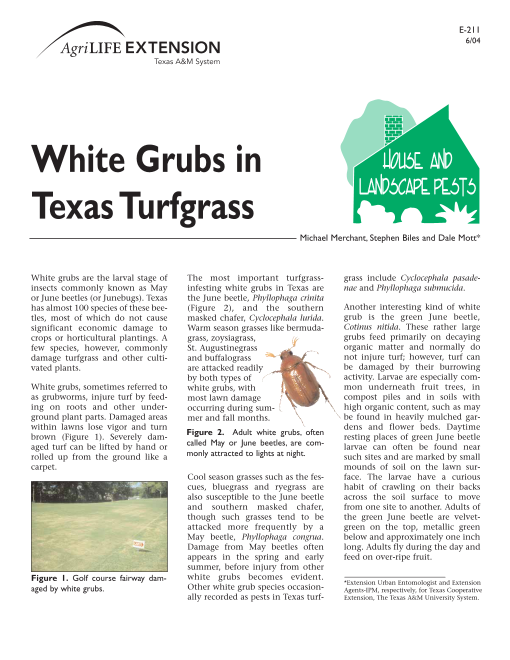 White Grubs in Texas Turfgrass Michael Merchant, Stephen Biles and Dale Mott*