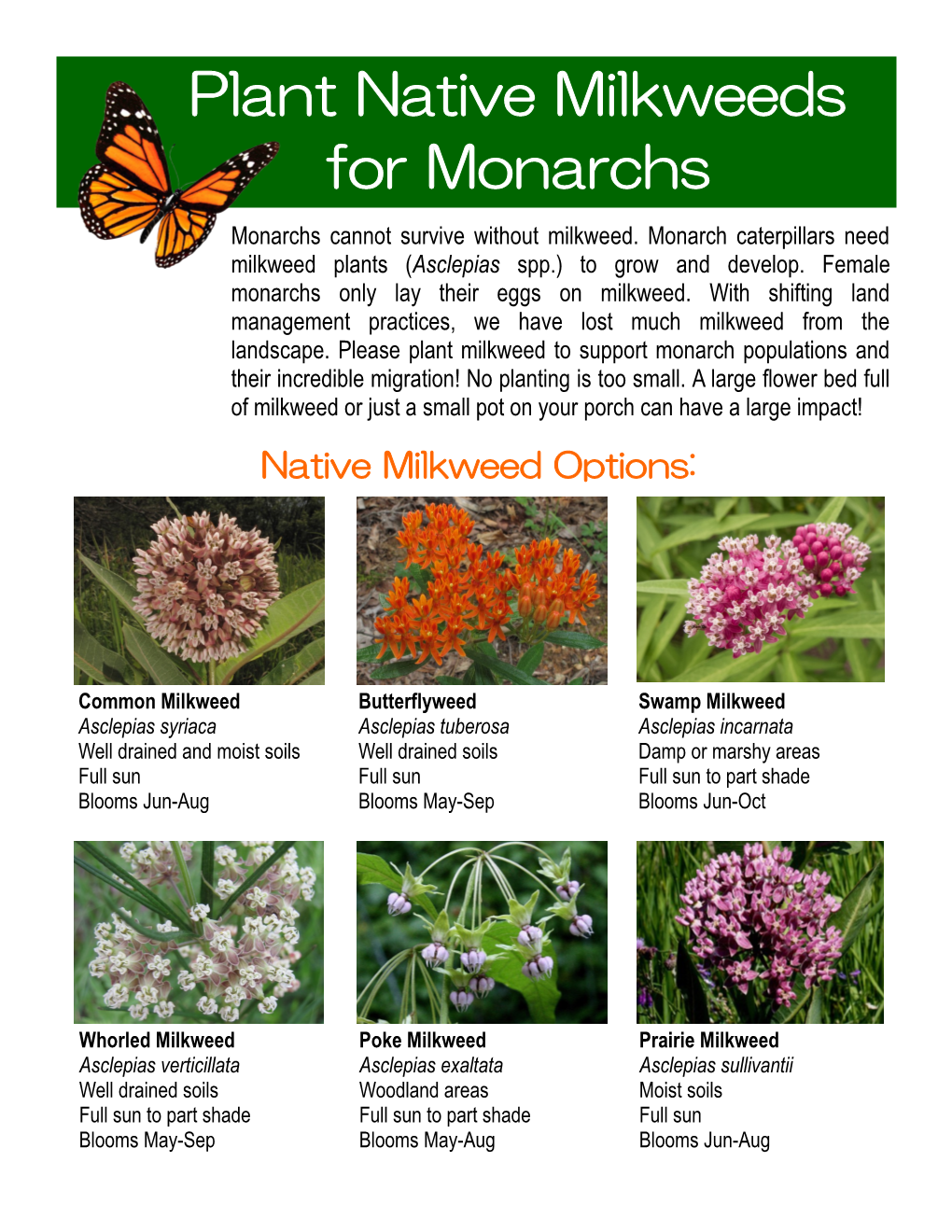 Plant Native Milkweeds for Monarchs