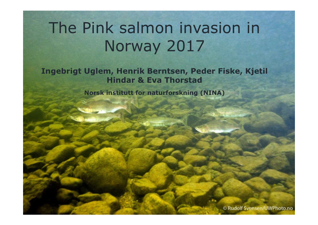 The Pink Salmon Invasion in Norway 2017