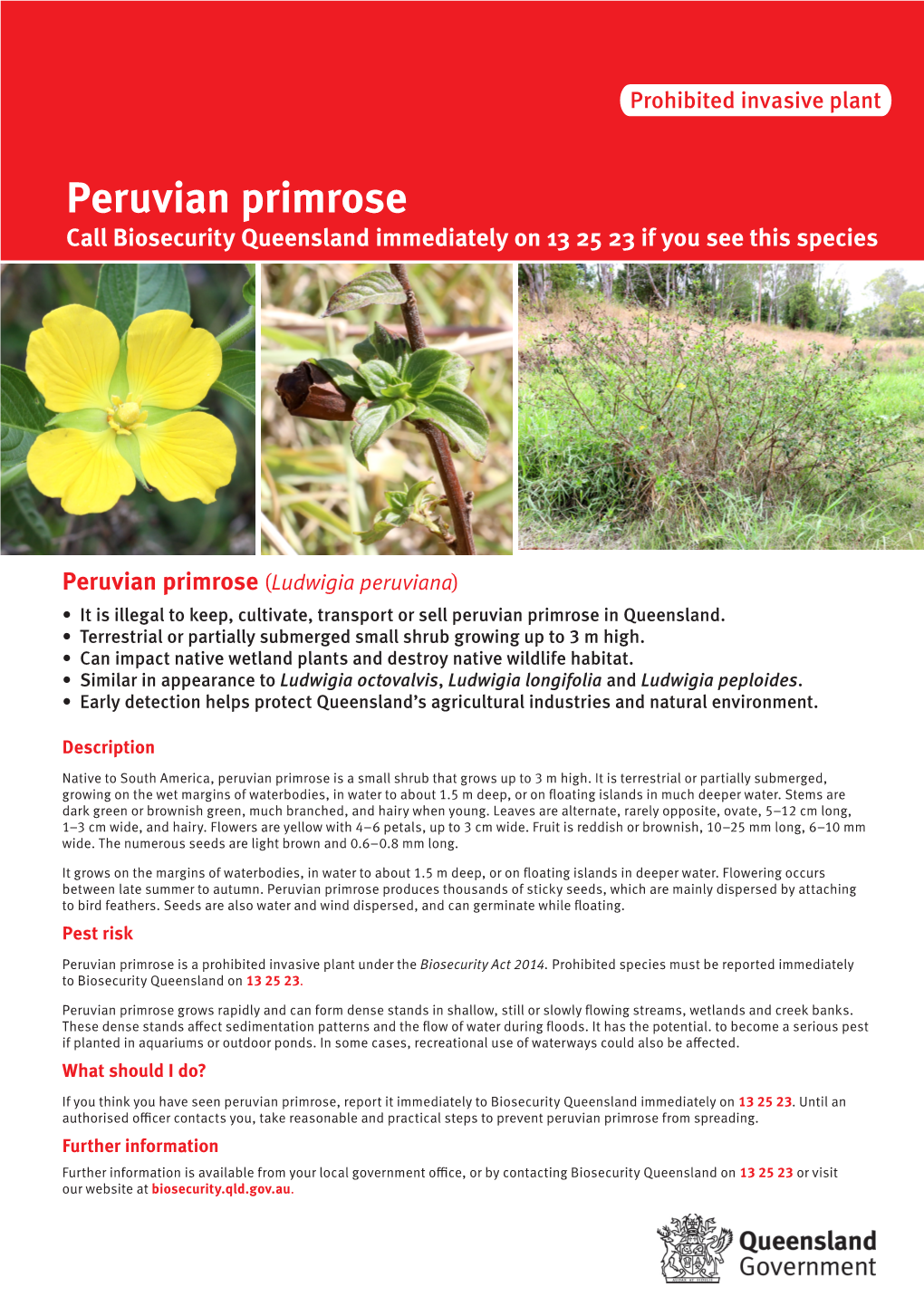 Peruvian Primrose Call Biosecurity Queensland Immediately on 13 25 23 If You See This Species