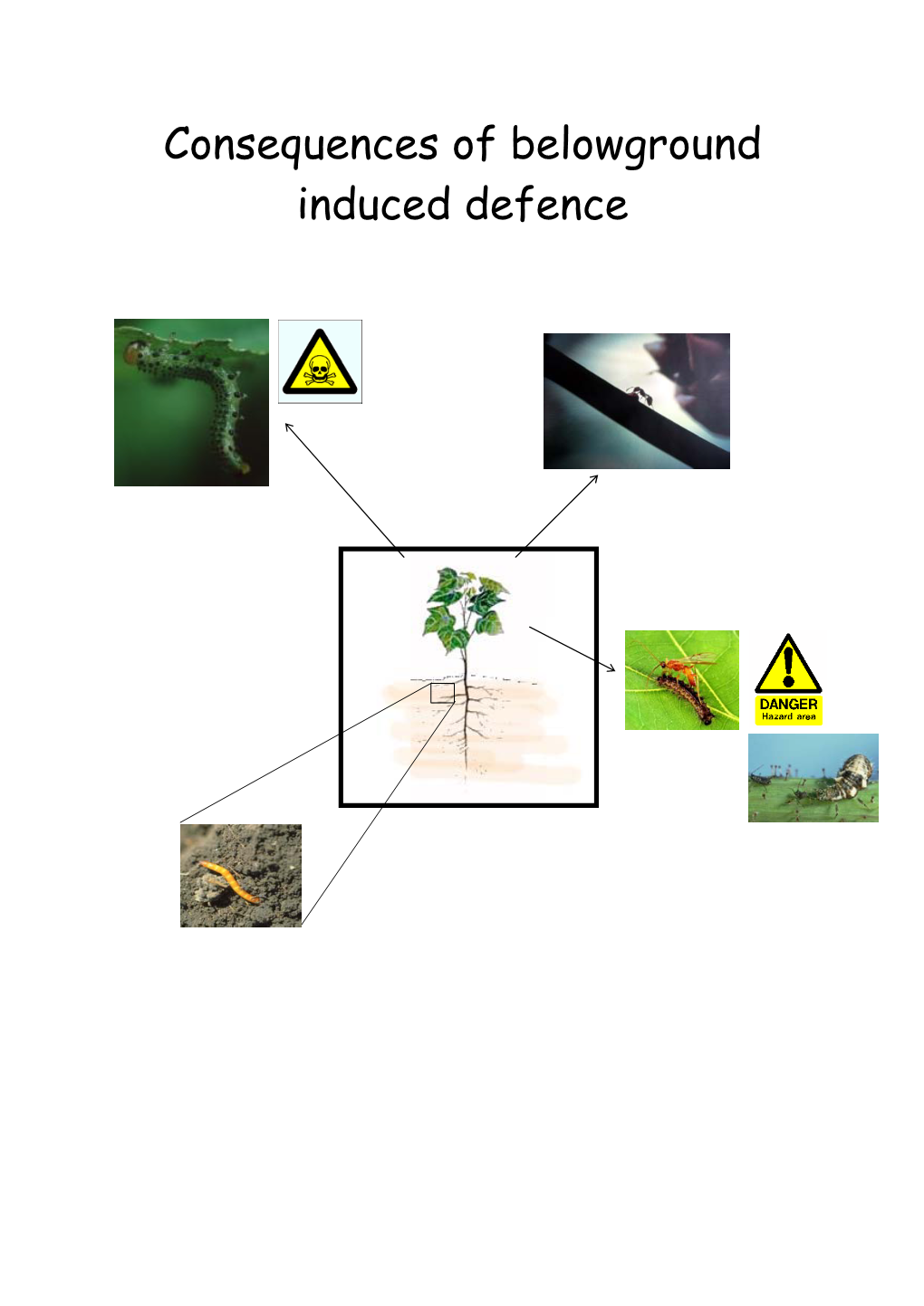 Consequences of Belowground Induced Defence