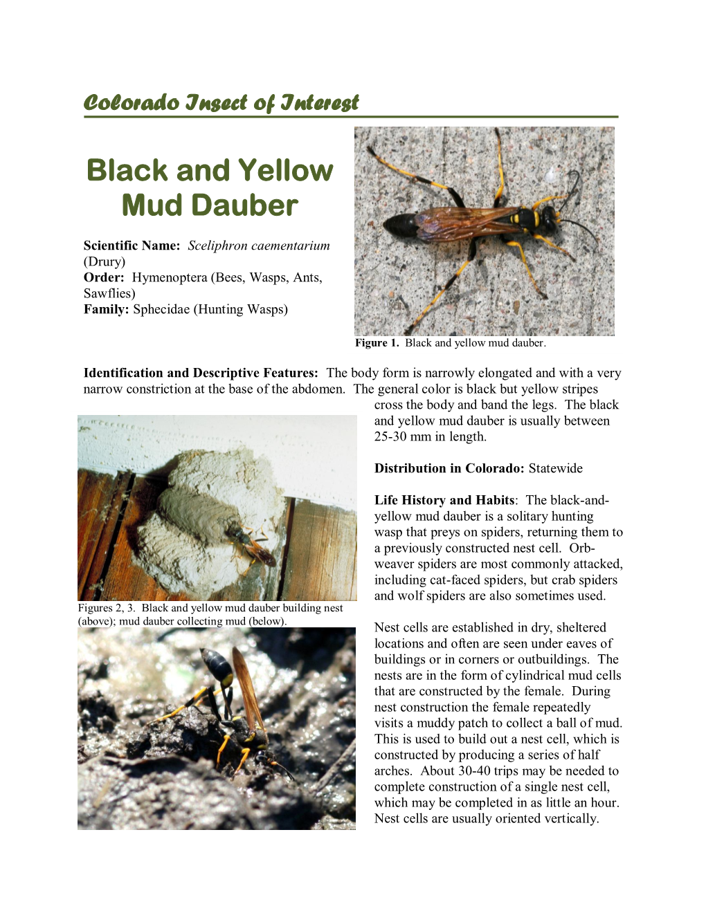 Black and Yellow Mud Dauber