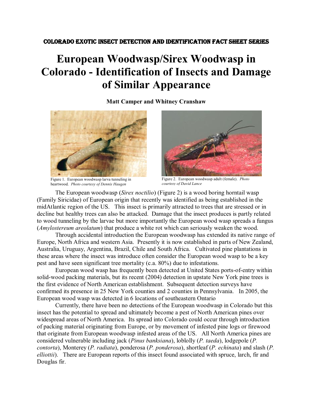 Eurpean Woodwasp/Sirex Woodwasp in Colorado