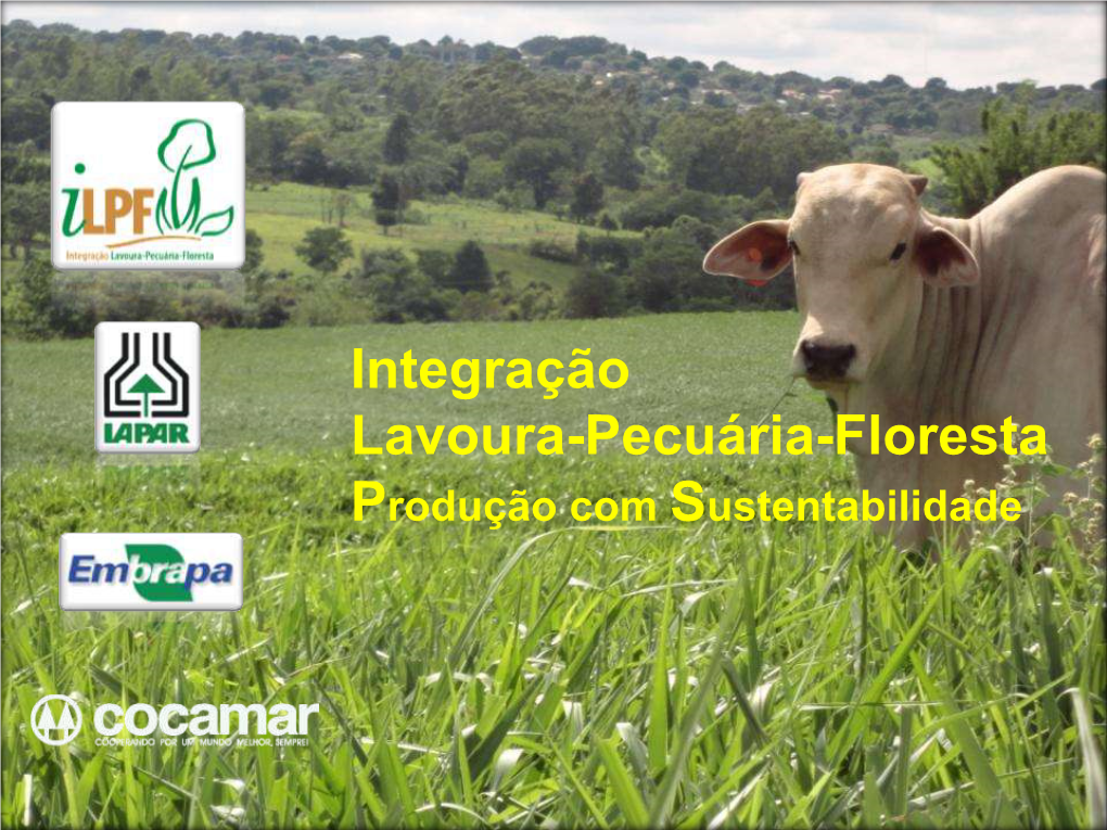 Integração Lavoura-Pecuária-Floresta Produção Com Sustentabilidade O Arenito Caiuá Arenito Caiuá – O Que É?