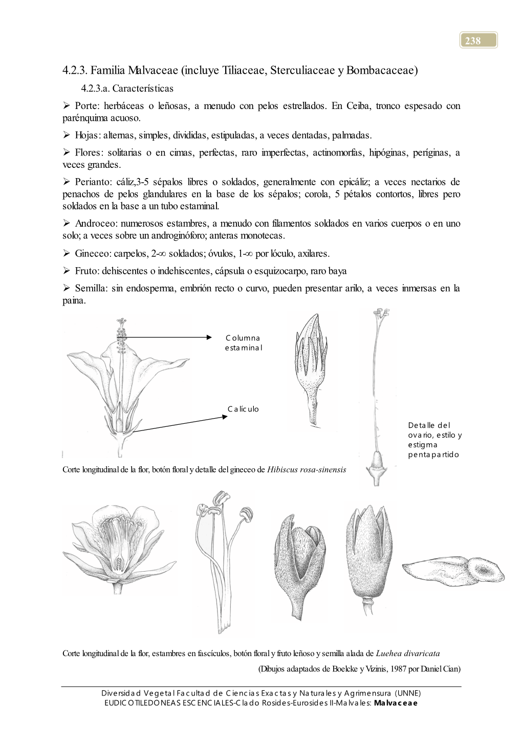 4.2.3. Familia Malvaceae (Incluye Tiliaceae, Sterculiaceae Y Bombacaceae) 4.2.3.A