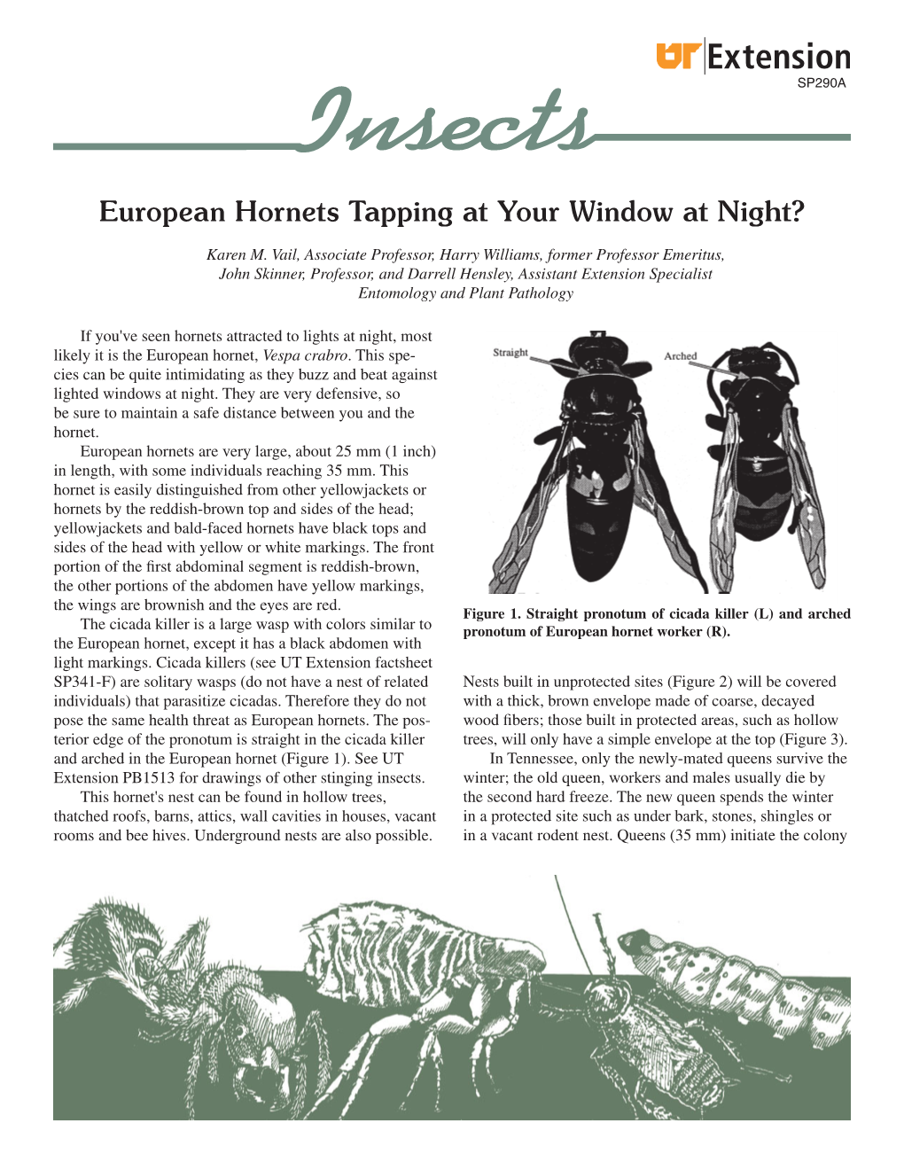 SP290-A European Hornets Tapping at Your Window at Night?