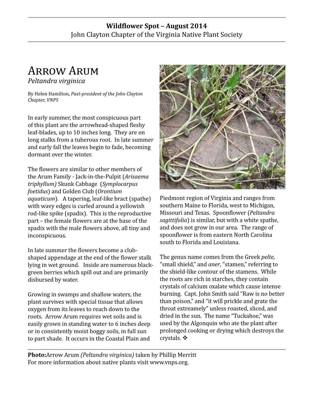 Arrow Arum Requires Wet Soils and Is Dried in the Sun