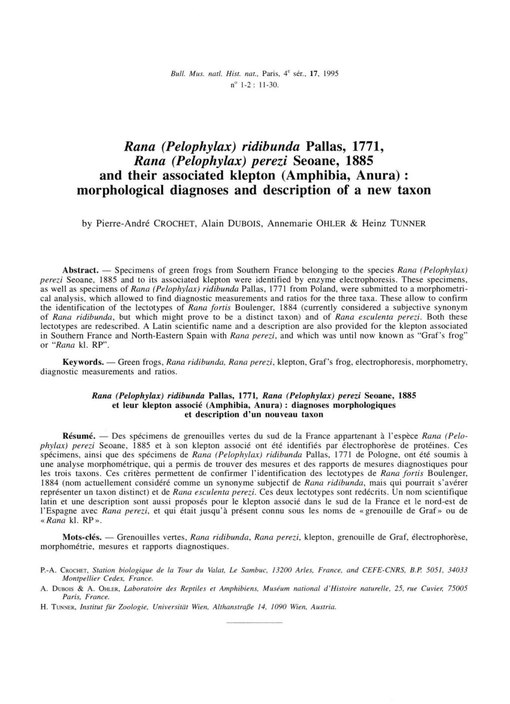 (Pelophylax) Perezi Seoane, 1885 and Their Associated Klepton (Amphibia, Anura) : Morphological Diagnoses and Description of a New Taxon