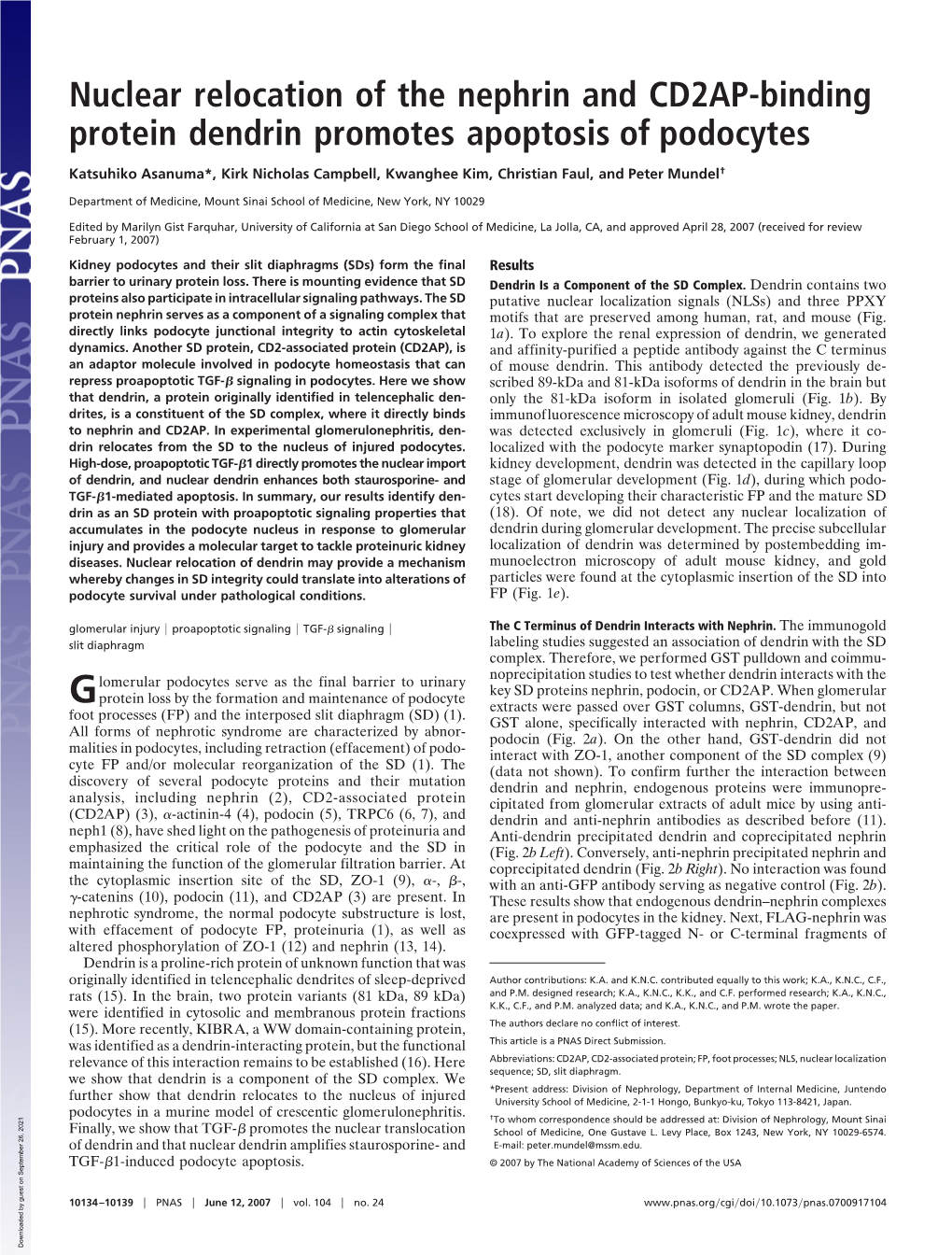 Nuclear Relocation of the Nephrin and CD2AP-Binding Protein Dendrin Promotes Apoptosis of Podocytes