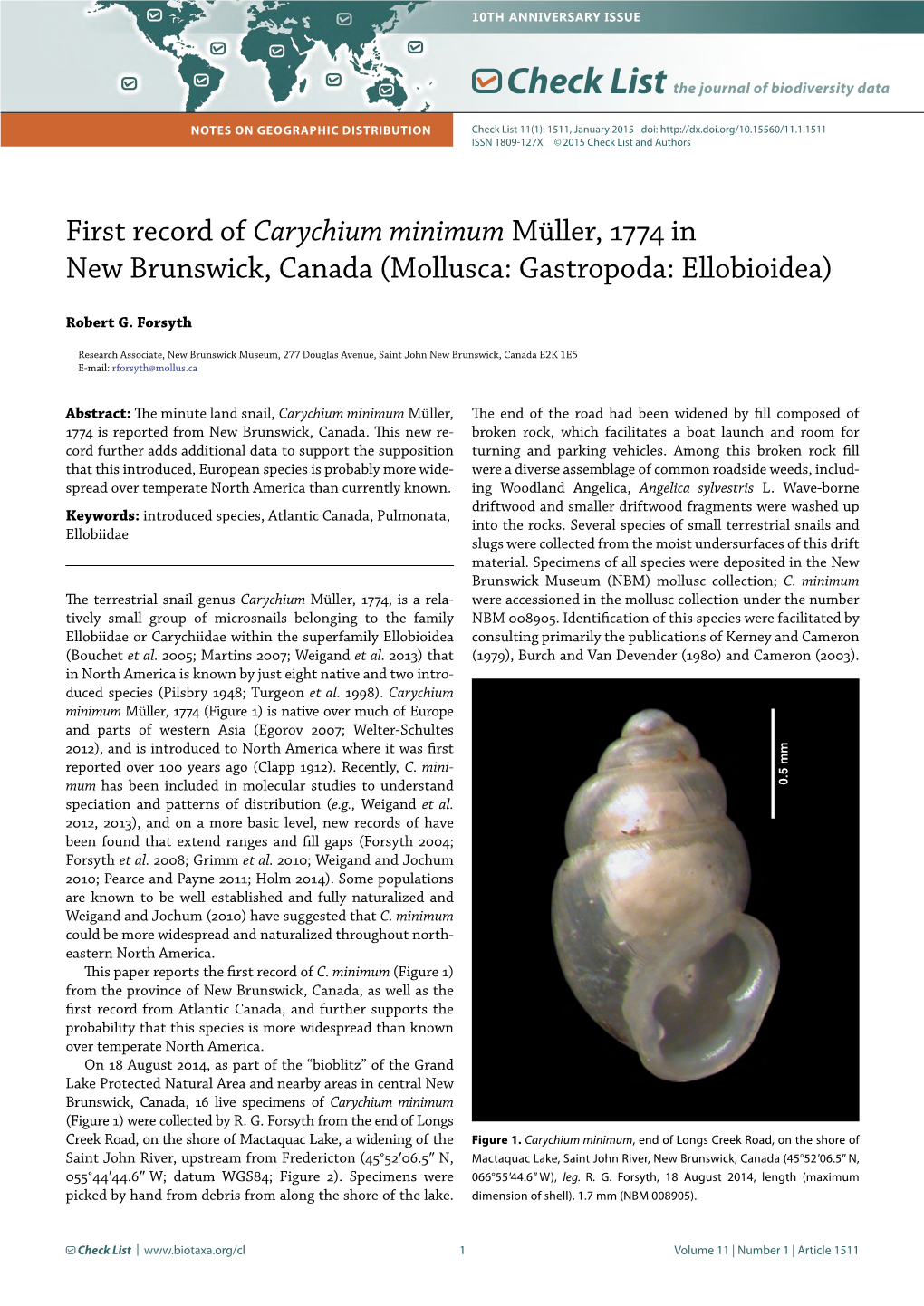 Carychium Minimum Müller, 1774 in New Brunswick, Canada (Mollusca: Gastropoda: Ellobioidea)
