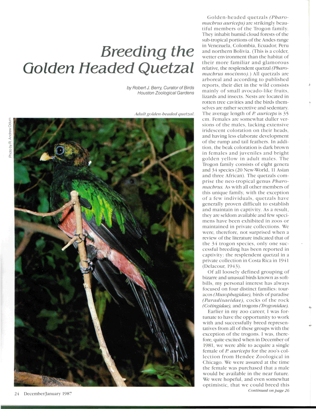 Breeding the Golden Headed Quetzal