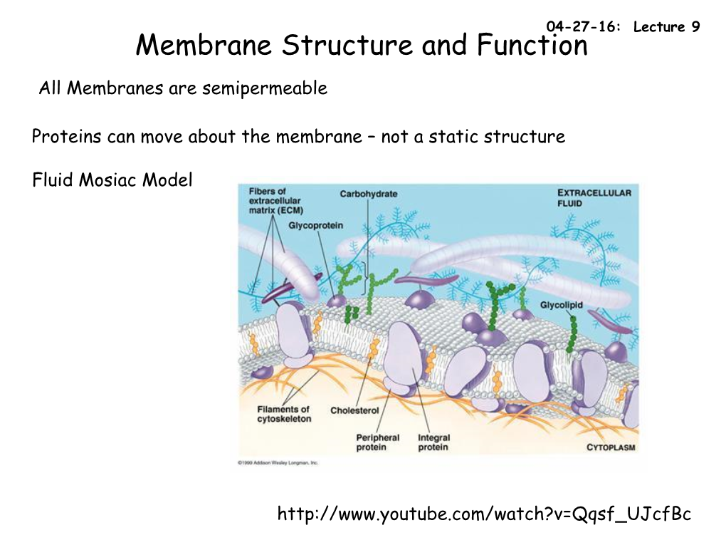 Membrane Structure and Function