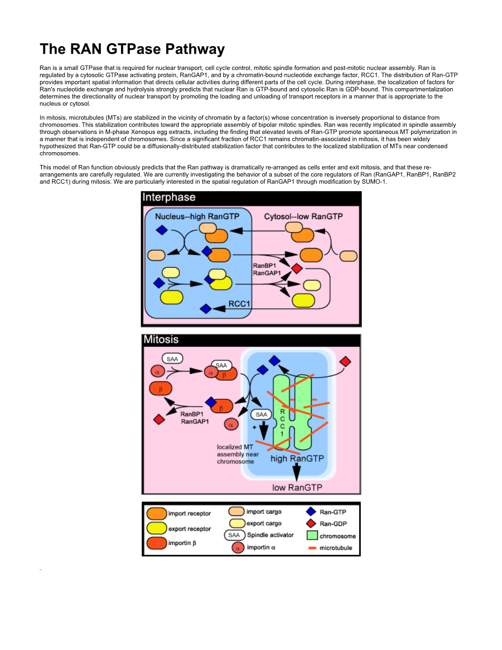 The RAN Gtpase Pathway