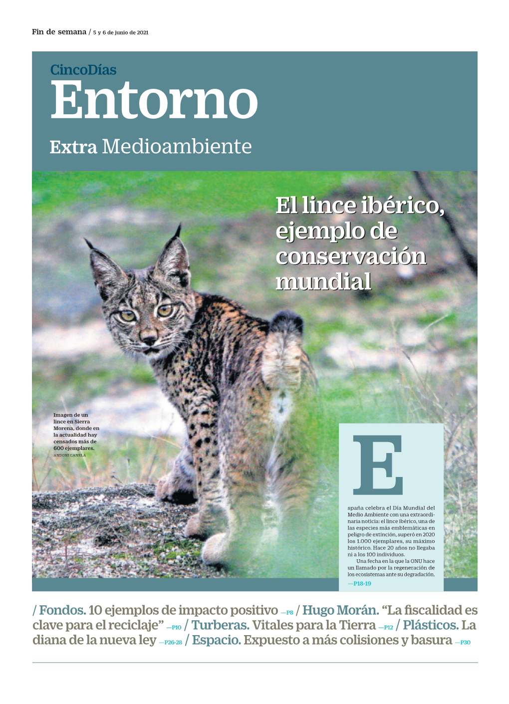 El Lince Ibérico, Ejemplo De Conservación Mundial