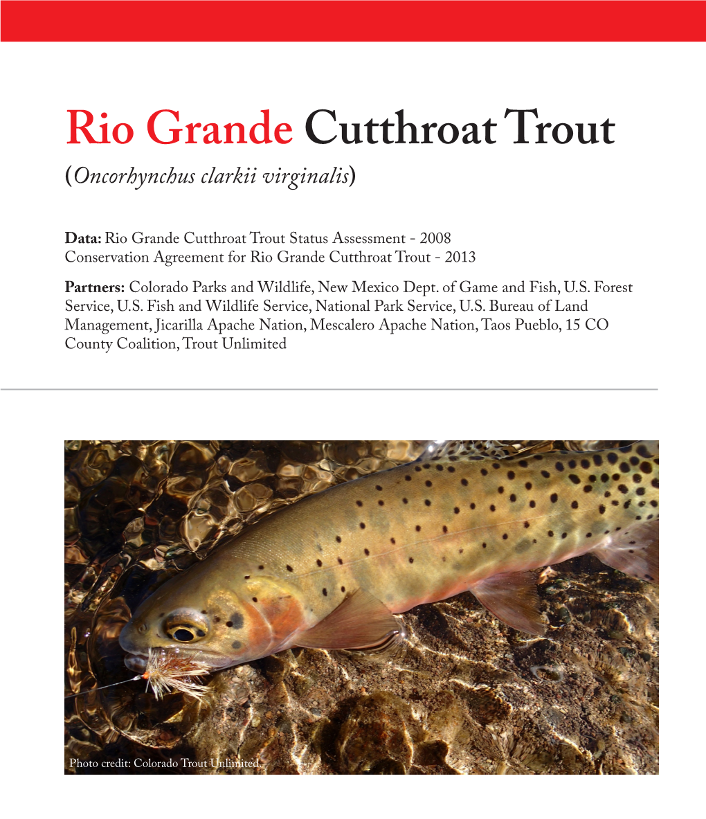 Rio Grande Cutthroat Trout (Oncorhynchus Clarkii Virginalis)