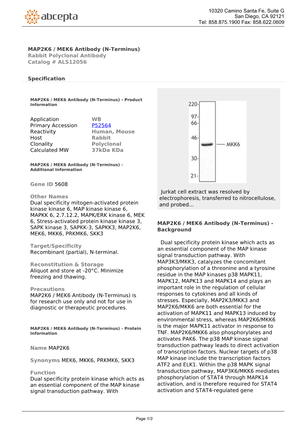 MAP2K6 / MEK6 Antibody (N-Terminus) Rabbit Polyclonal Antibody Catalog # ALS12056