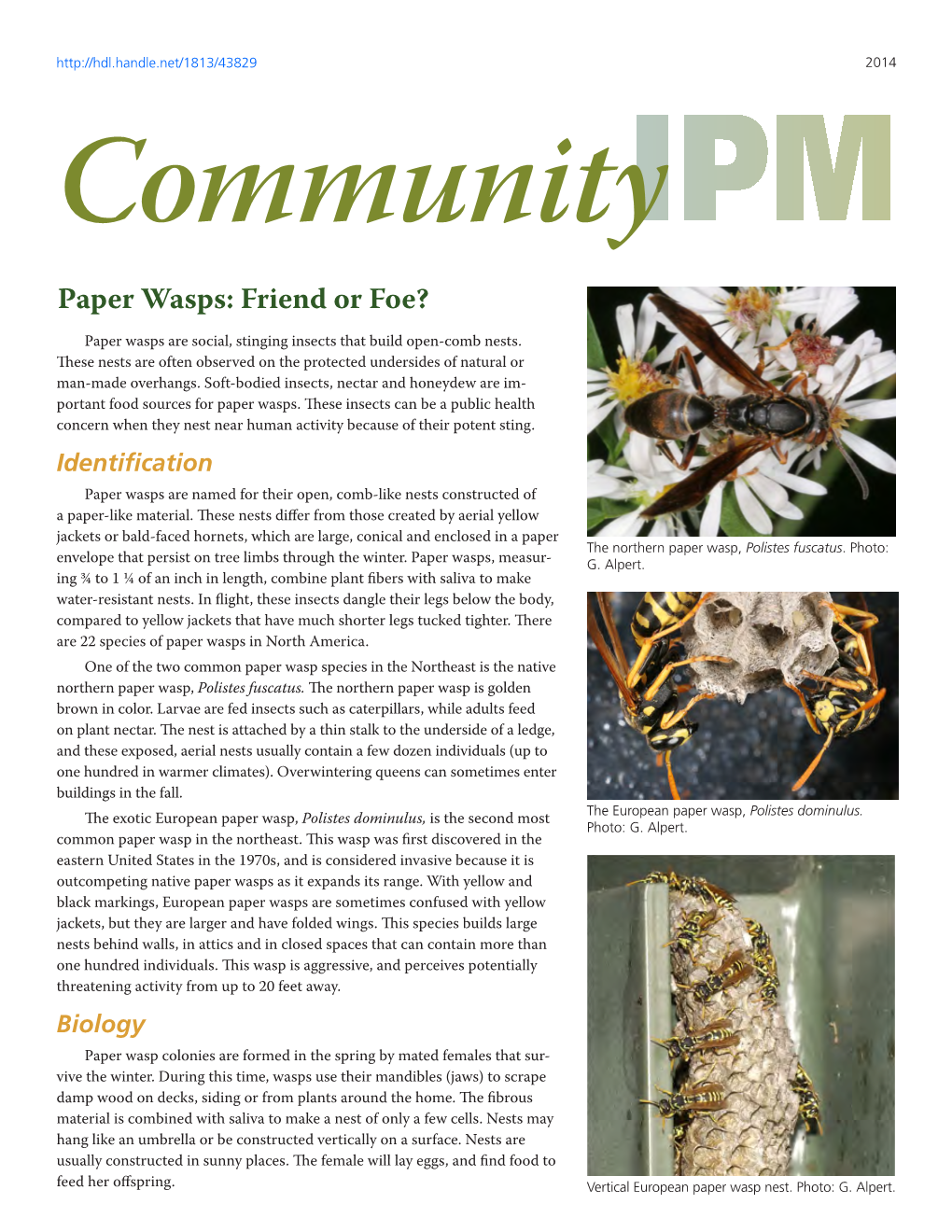 Paper Wasps: Friend Or Foe? Paper Wasps Are Social, Stinging Insects That Build Open-Comb Nests