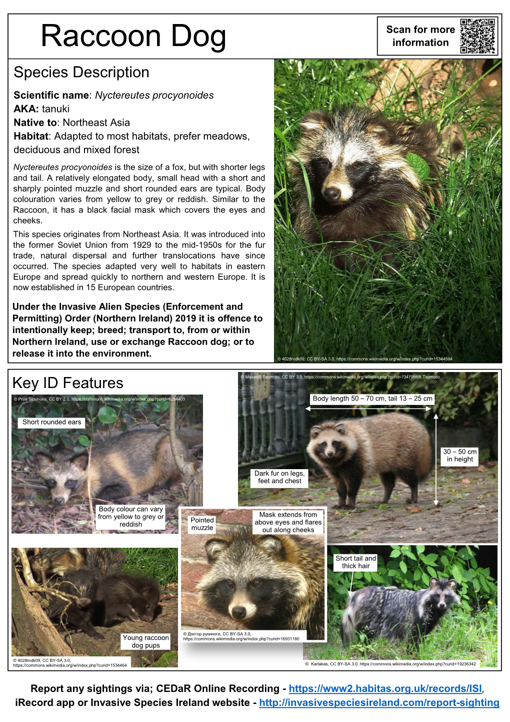 Raccoon Dog – Nyctereutes Procyonoides