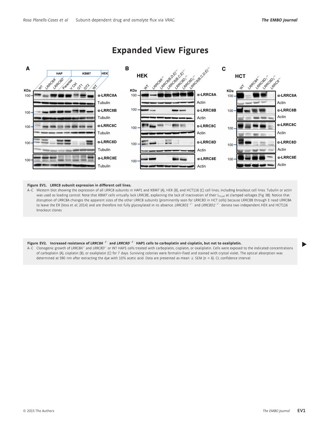 Expanded View Figures