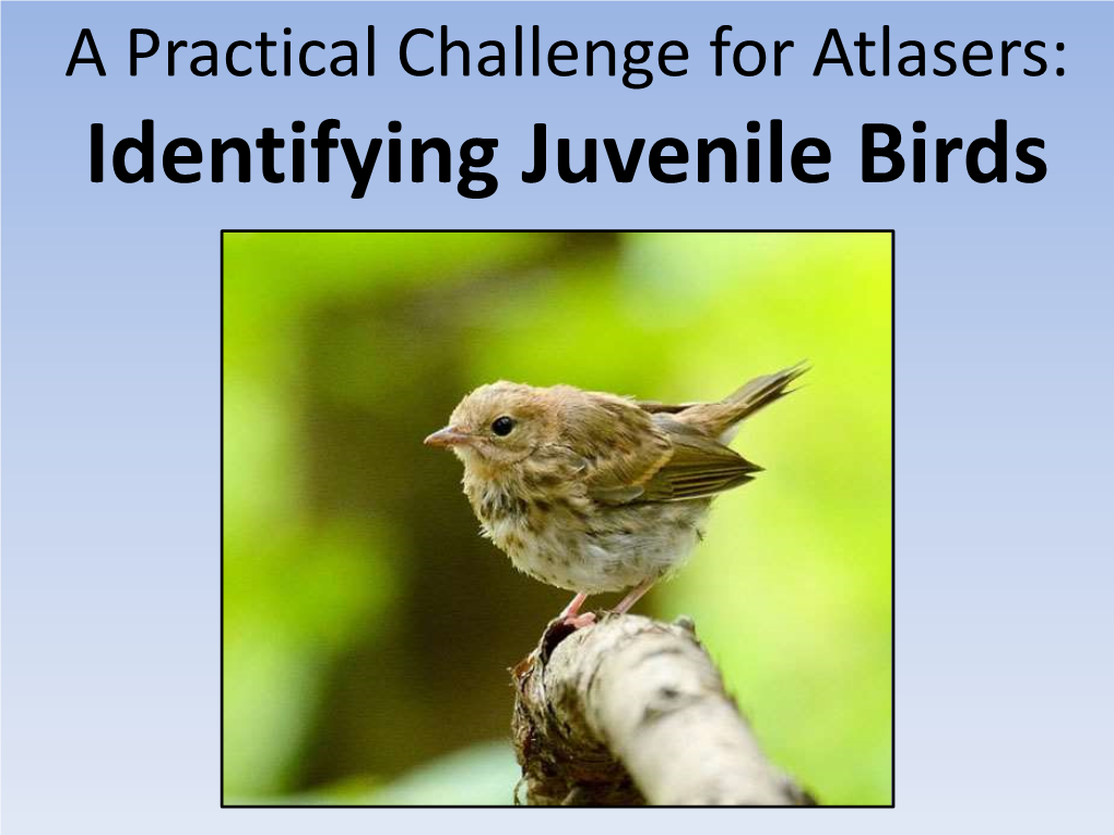 Identifying Juvenile Birds Ageing Sequence for Birds: After Hatching, a Young Bird’S First Plumage Is Called “Natal Down”