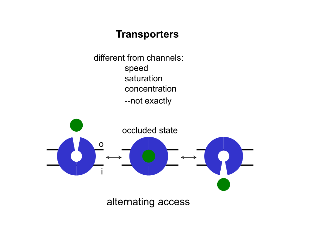 Glutamate Corelease with Dopamine