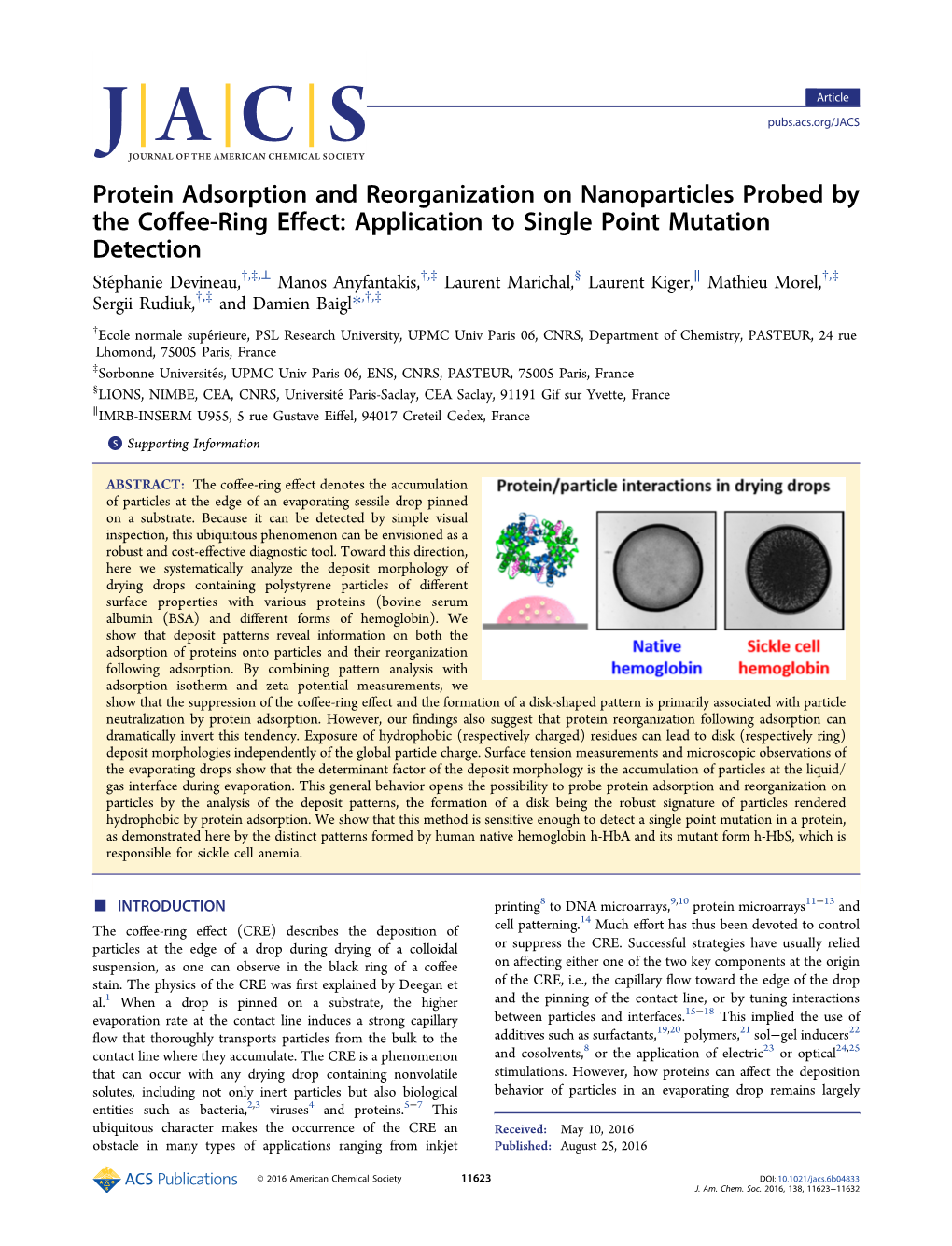 Protein Adsorption and Reorganization on Nanoparticles