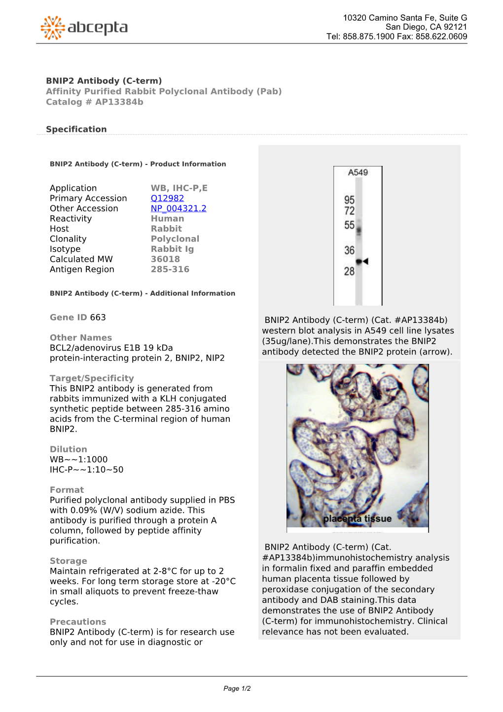 BNIP2 Antibody (C-Term) Affinity Purified Rabbit Polyclonal Antibody (Pab) Catalog # Ap13384b