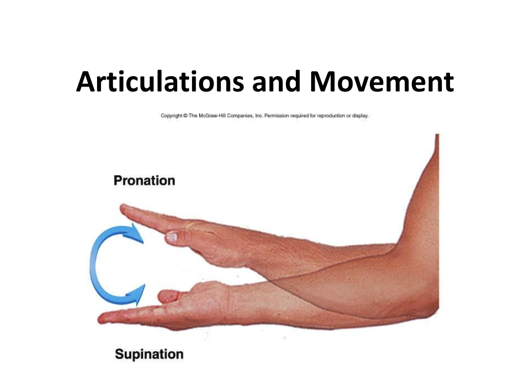 Articulations and Movement Articulations Or Joints