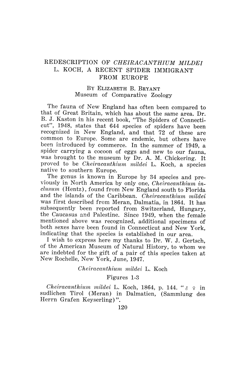 Redescription of Cheiracanthium Mildei By