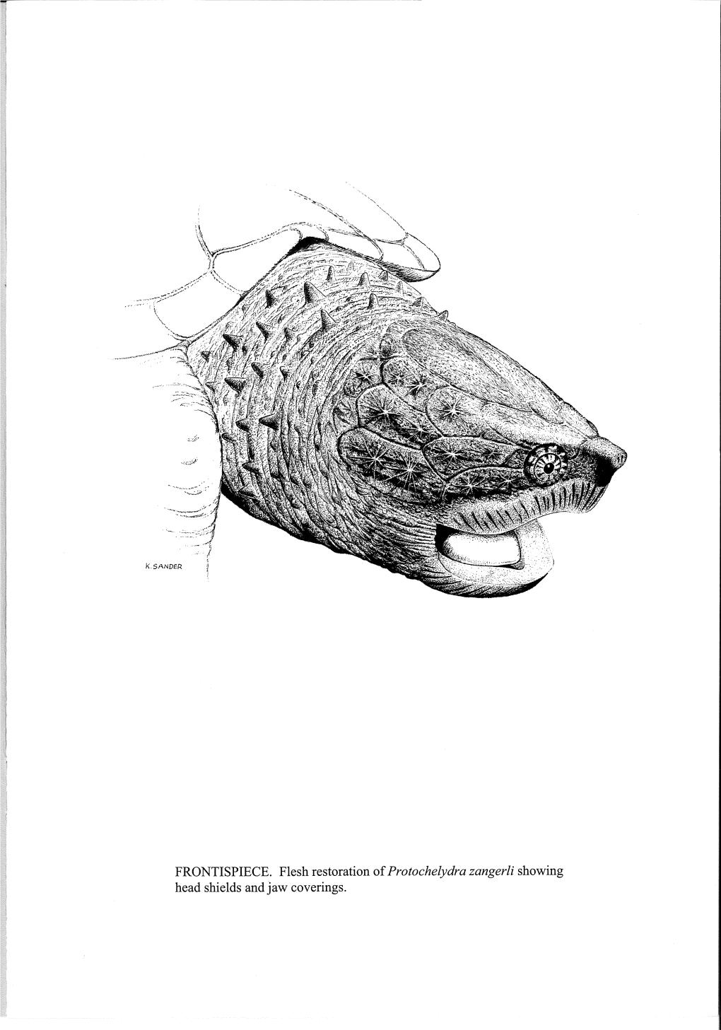 Skull and Mandible of Protochelydra Zangerli