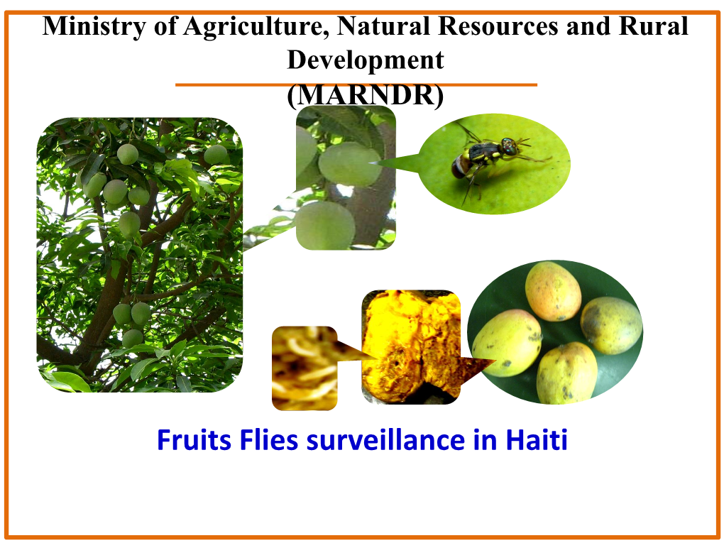 Fruits Flies Surveillance in Haiti Context