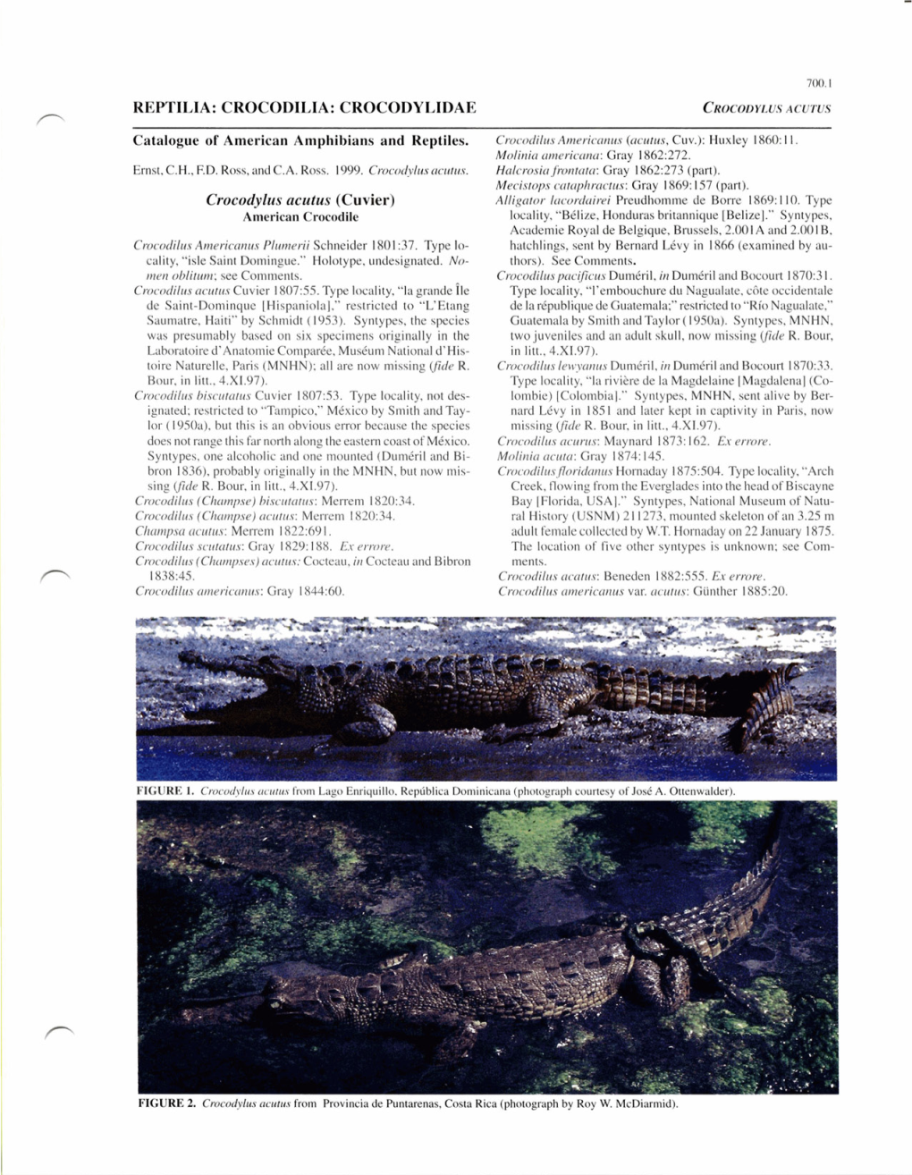 CROCODYLIDAE Crocodylus Acutus