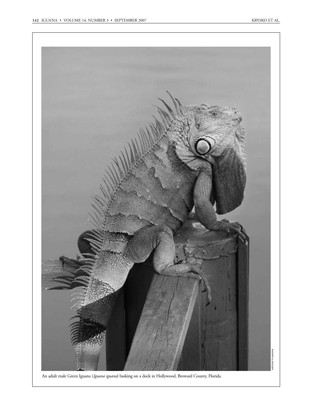 Iguana 14.3 B&W Text 7/28/07 9:56 PM Page 142