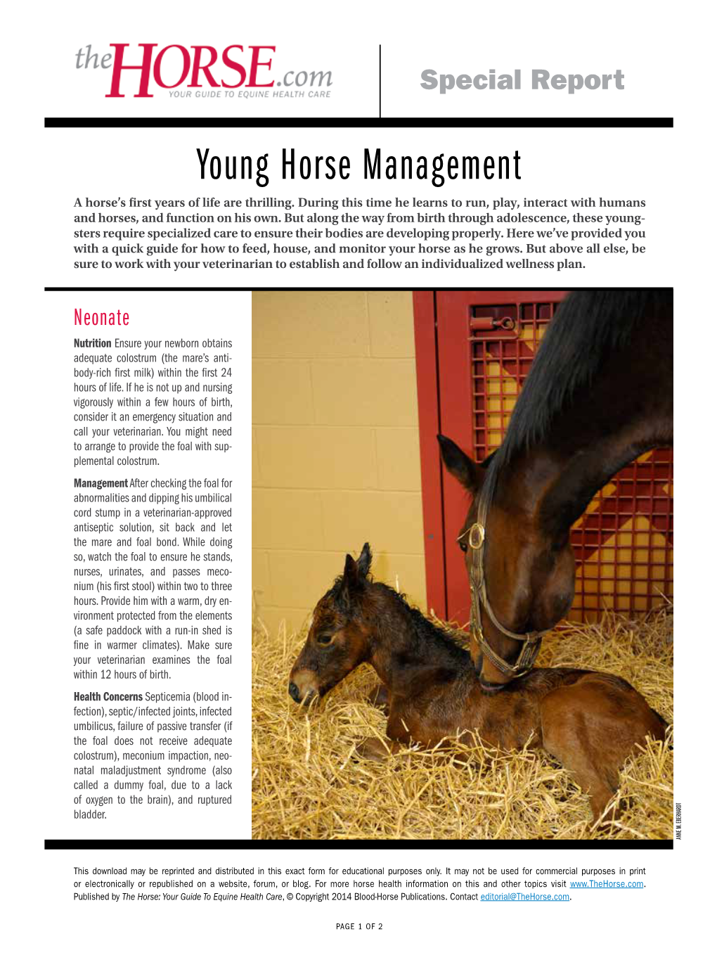 Young Horse Management a Horse’S First Years of Life Are Thrilling