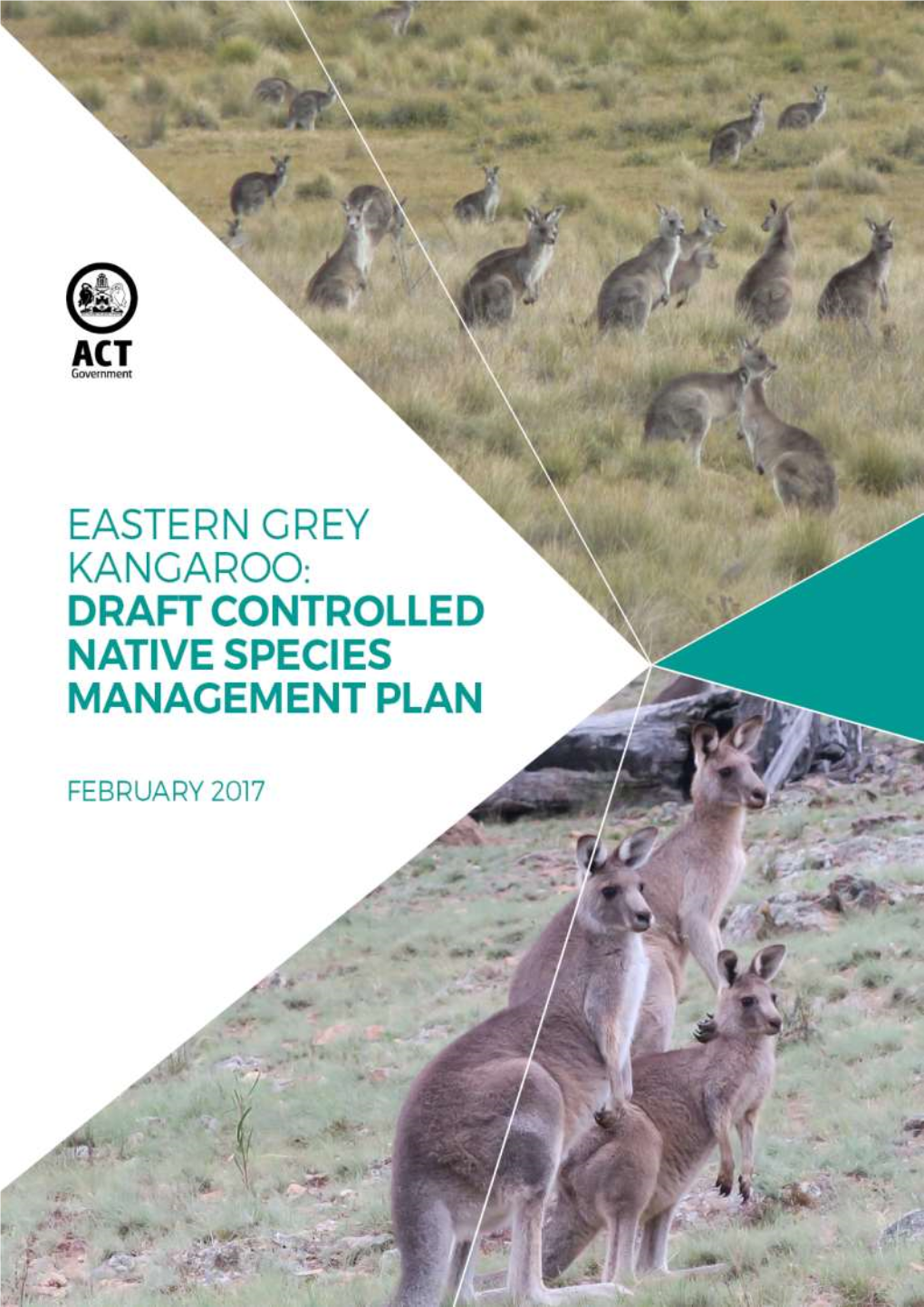 Eastern Grey Kangaroos