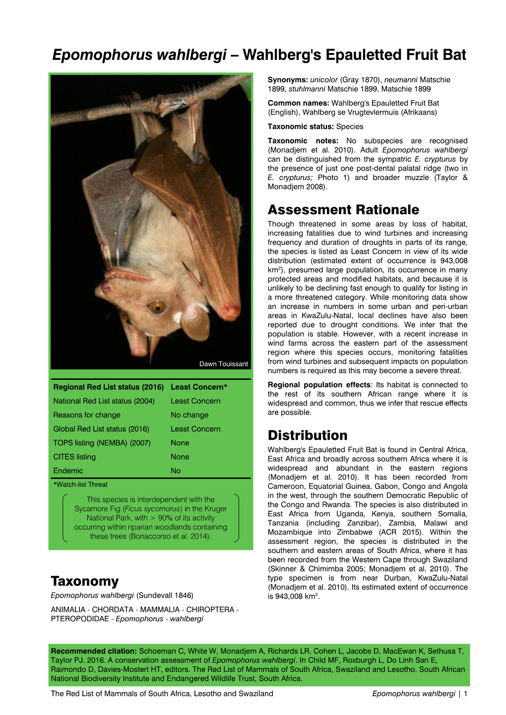 Epomophorus Wahlbergi – Wahlberg's Epauletted Fruit Bat