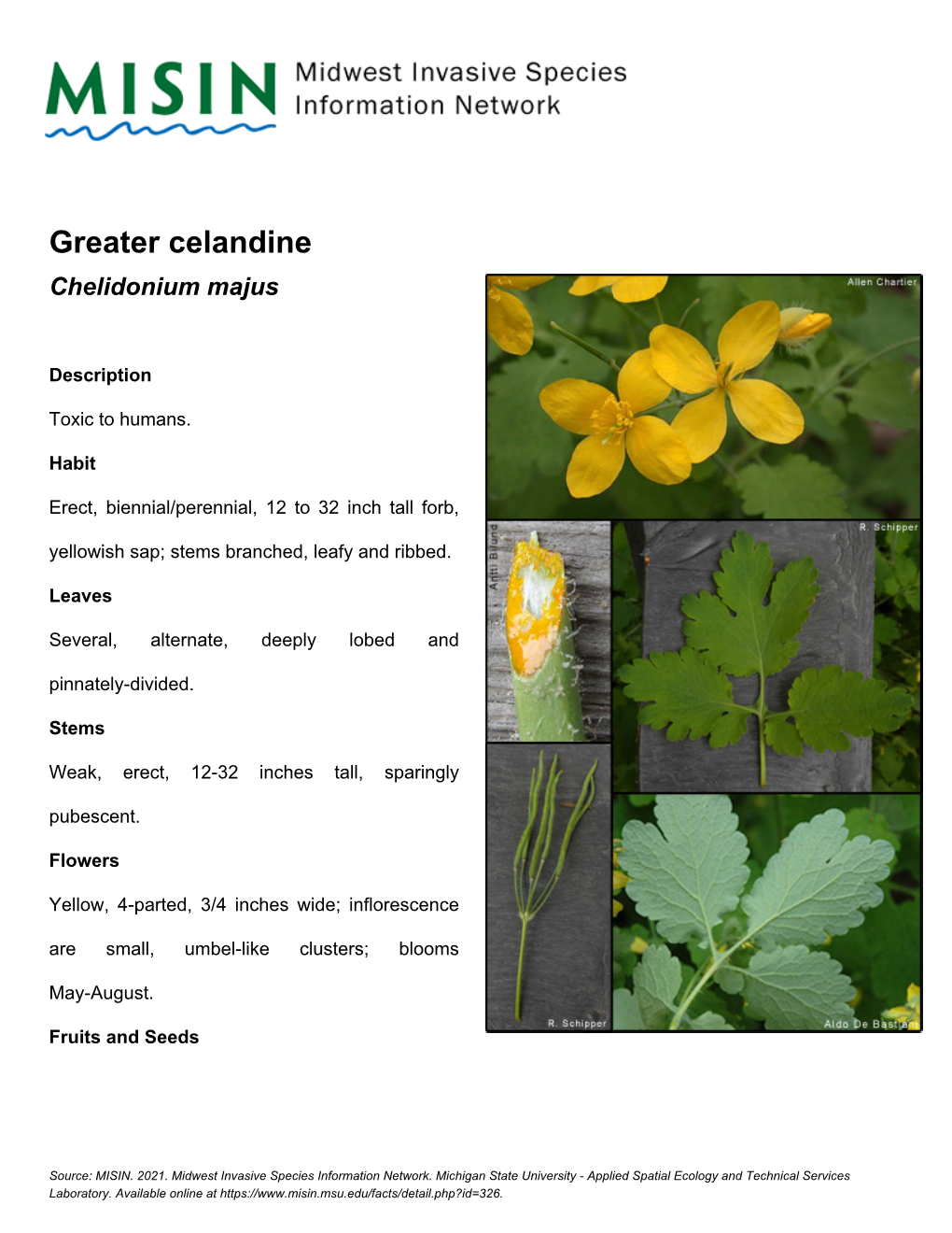 Greater Celandine Chelidonium Majus