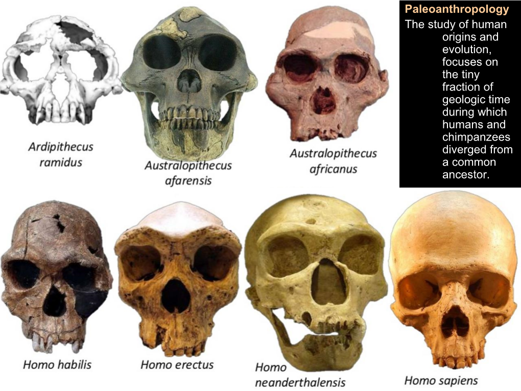 Australopithecus Afarensis