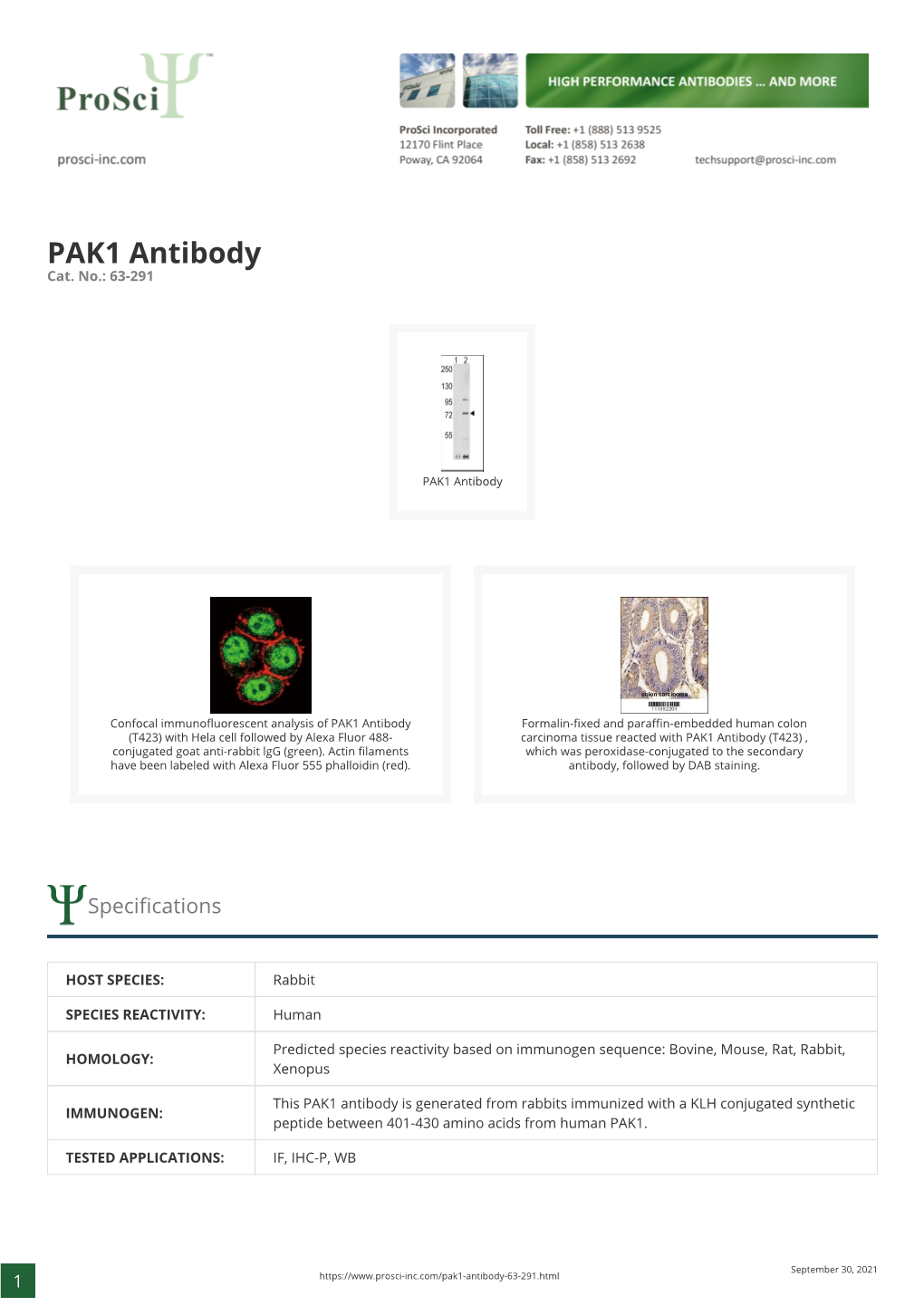 PAK1 Antibody Cat