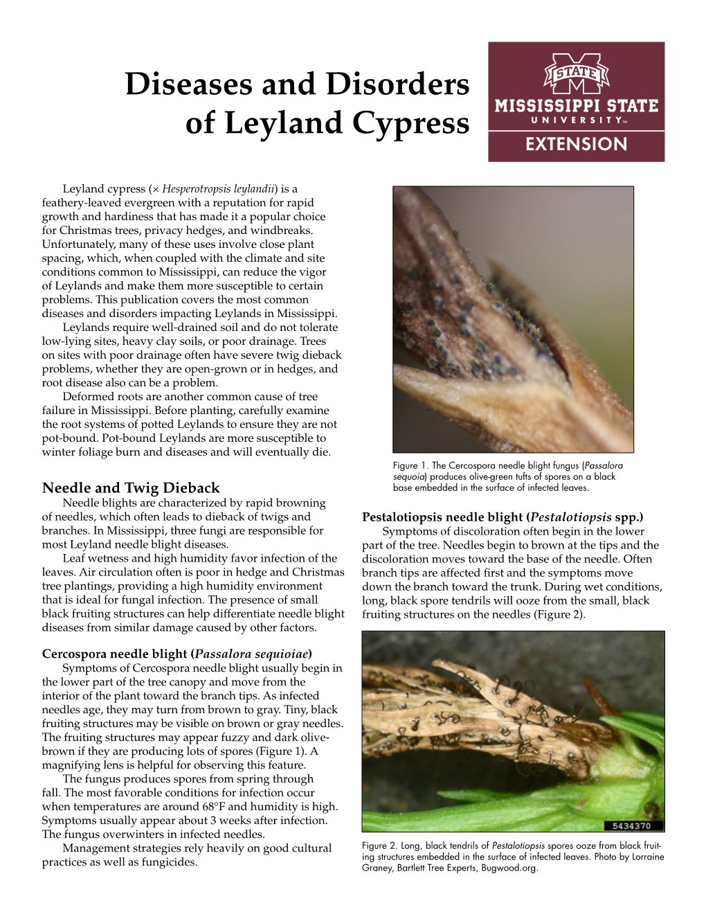 Diseases and Disorders of Leyland Cypress