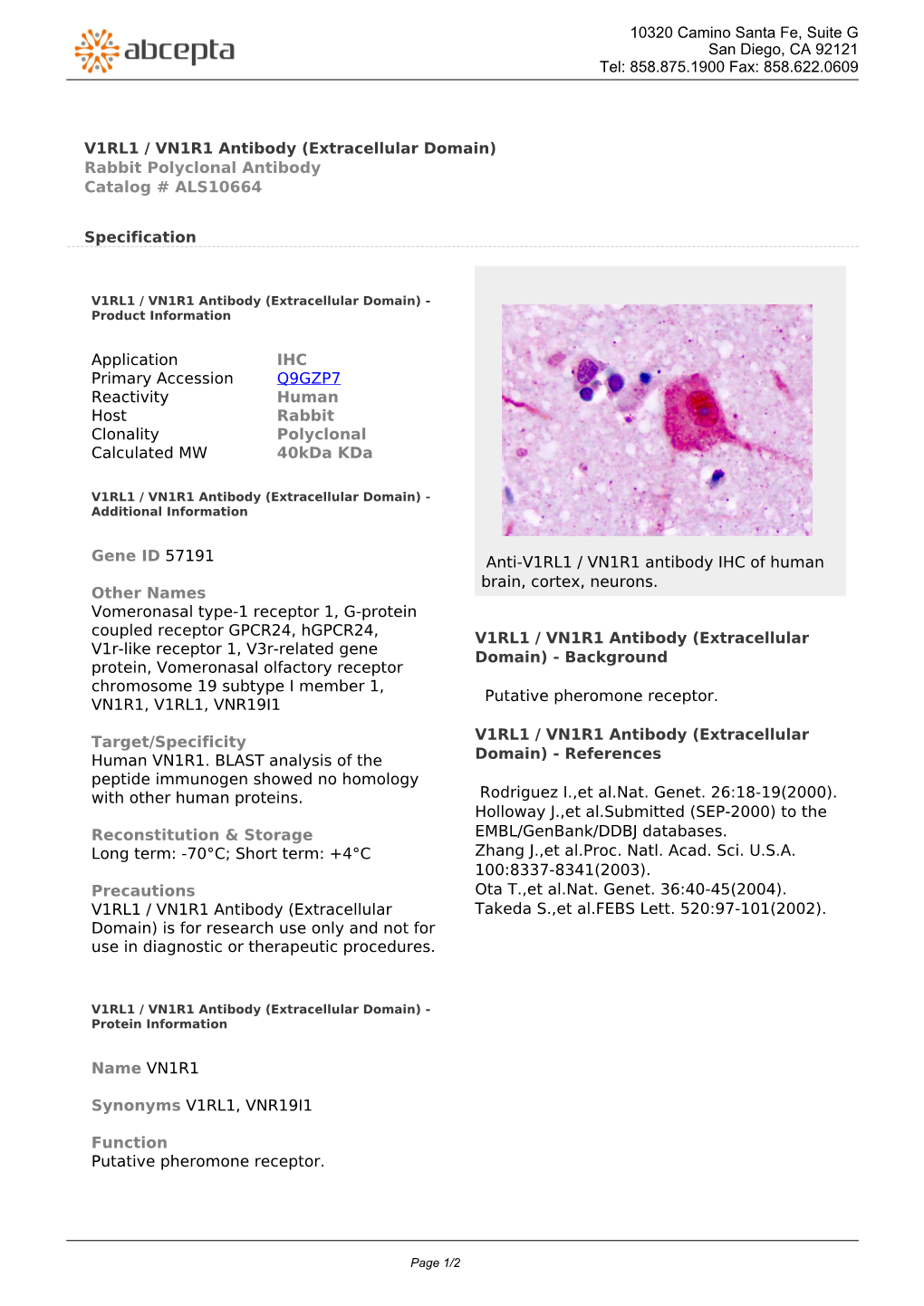 V1RL1 / VN1R1 Antibody (Extracellular Domain) Rabbit Polyclonal Antibody Catalog # ALS10664