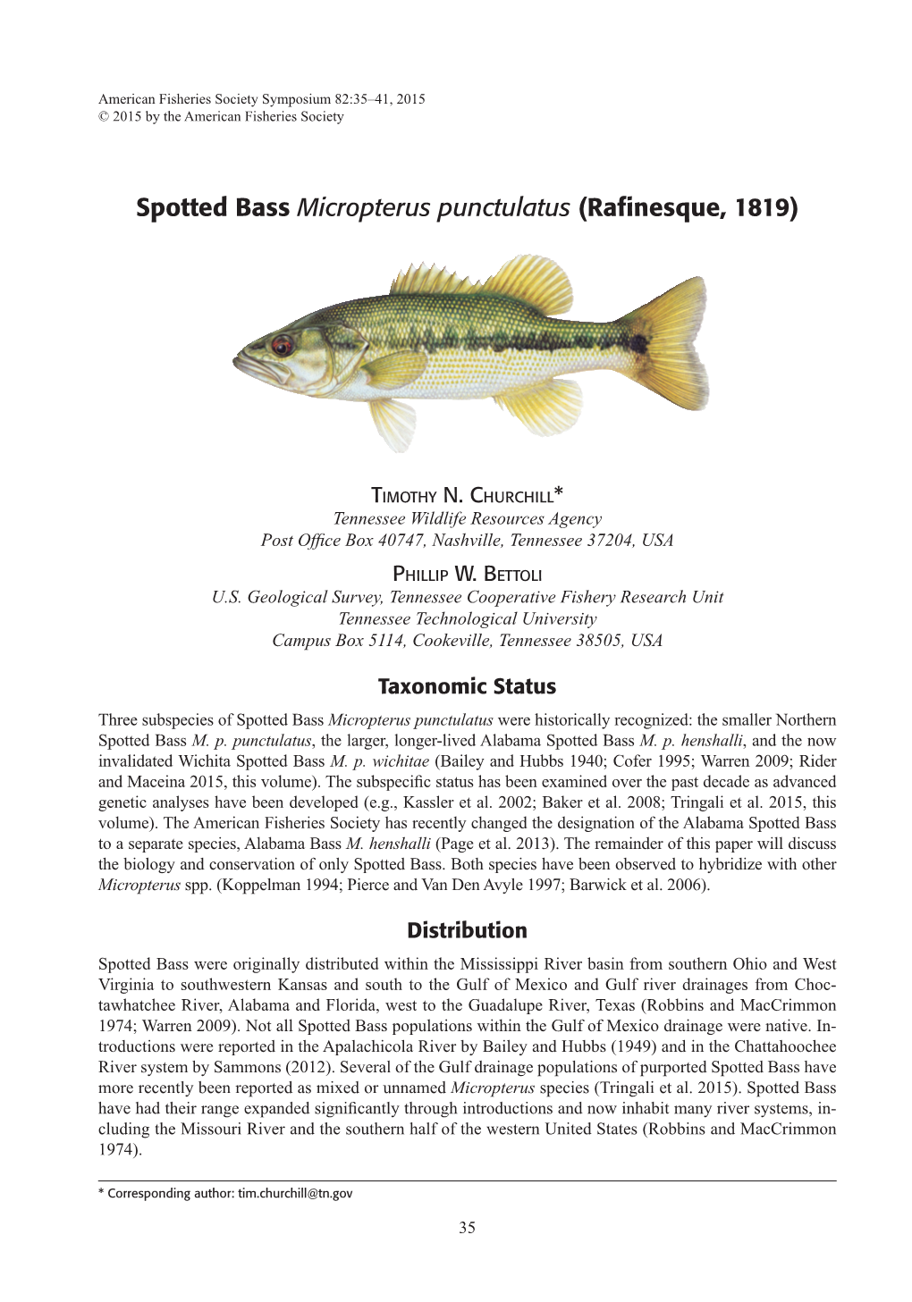 Spotted Bass Micropterus Punctulatus (Rafinesque, 1819)