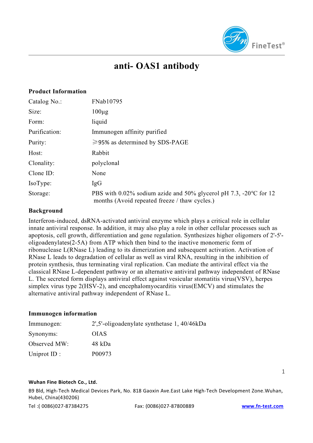 Anti- OAS1 Antibody