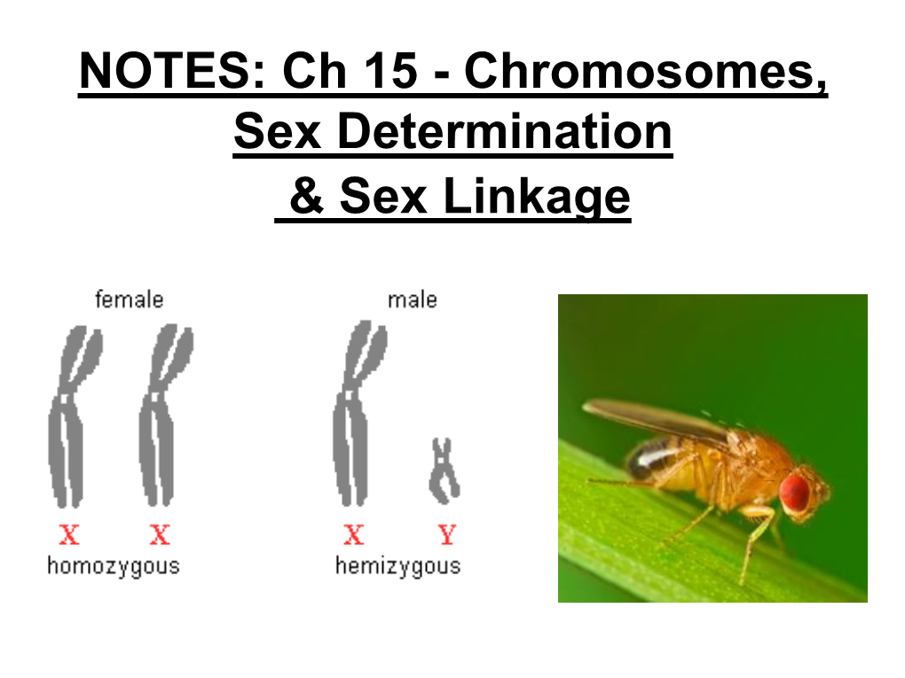 Ch 15: Sex Determination & Sex Linkage