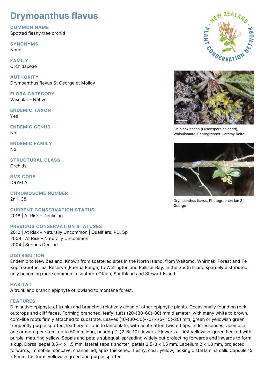 Drymoanthus Flavus